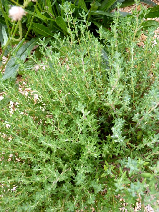 Thymus vulgaris 'd'hiver'